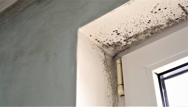Best Mold-Related Health Consultation  in Glouster, OH